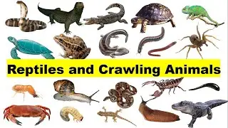 Reptile Animals for Preschool and Toddlers | Learn Crawling Animals with Picture And Real Videos.