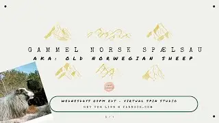 Old Norwegian Sheep: Hand Spinners Breed & Fiber Study