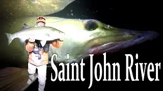 Musky & Striper Live Bait Fishing Saint John River NB #fish #fishing #fishingvideo #musky #garmin