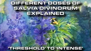 Реалистичное объяснение действия шалфея