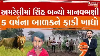 અમરેલીમાં સિંહે મચાવેલો આતંક જોઈને રૂવાડા ઊભા થઈ જશે  | Prime9 with Jigar