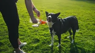 Travel Water Bottle For Dogs (20 oz)