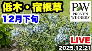 ◆【宿根草・低木】真冬の作業と現状…