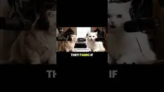 When Cats Take Over the Podcast&hellip; Humans Get ROASTED 😂🐱🎙️ | AI Talking Cats Comedy