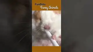 FunPets 2505202503 #shorts #laughs #fun #comedy