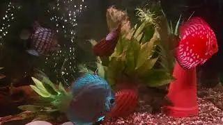Part of owning some varieties of Discus will mean you must learn to manage illness and infections.