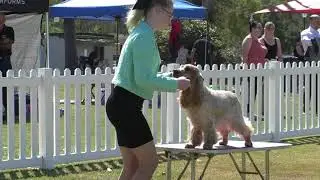 2021 Queensland Junior Handlers Finals Part 2