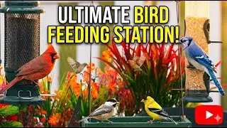 LIVE Bird feeder cam ,Woodpeckers ,Cardinals ,Blue Jays, Doves and song birds, cat tv