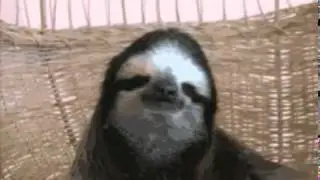 wise popa sloth - corrupted by his own power - can no leader go untainted