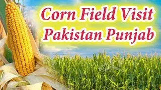 A Visit To Corn Field Visit   | مکئی کا کھیت | Punjab Culture | Pakistan Village Life And Fields