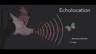 HOW DOES BATS FLY WITHOUT EYES?? ECHO || ultrasonic sound||#viral #trending @scientificquirks-nd9ec