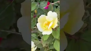  Beautiful nature - Amazing Easy and Beautiful #Rose #flowers garden