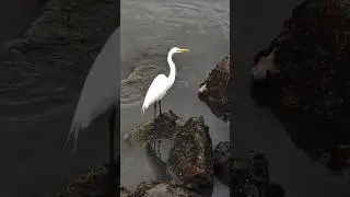 #florida #nature #wildlife #birds #travel #usa