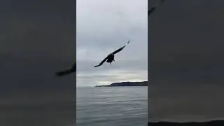 Great  Skua