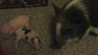 Baby Micro Mini Pig Play Fight.     Baby Mini Pigs for Sale.