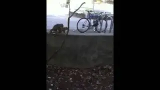 Squirrel mating season