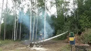 Koivu kaatuu väärään suuntaan
