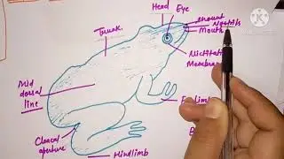 # zoology world ##...frog # Frog External morphology