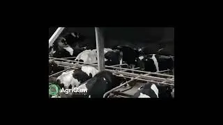 Fitting our Agricam Calving Cameras in a dairy Farm