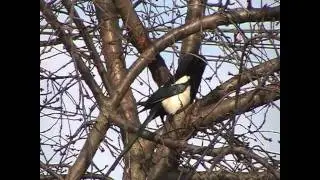 A Magpie Screeching Outdoors - Real Sound - HD 1080p