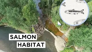 A closer look: Salmon habitat restoration on the Green River