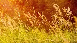 PARADISE | VFXFILMS