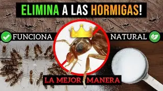 C&oacute;mo ELIMINAR a las HORMIGAS! &bull; LA MEJOR MANERA | 100% FUNCIONA Y ORG&Aacute;NICO