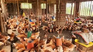 What I feed my chicken to lay more eggs/ chicken feed hack