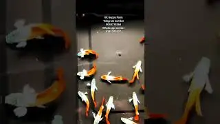 Super!!! #fishkeepinghobby #aquarium #fishtank #fish #guppy