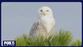 Snowy owl spotted at Brooklyn park