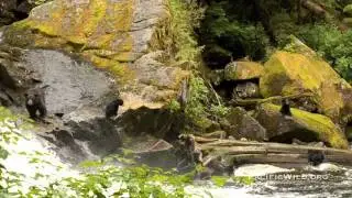 Great Bear River Scene