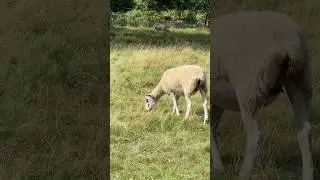Look who&rsquo;s there?🐏#wow #look #beautiful #animal #trending #sheep #watching #me #omg #shorts #video