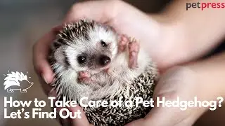 How to Take Care of a Pet Hedgehog
