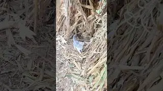 Zaalima🤪🤣 #youtube #cats #funnycats #billionaire #shortsviral #fashiontrends #shortsfeed #ytviral