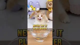 Never buy a waterbed for a cat
