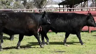25 Good Quality Angus X Angus Feeder Steers (EU Accredited) A/C Inglebrae Farm Management Pty Ltd