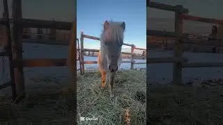Meet&hellip;ACE!🦋💙 #Ace #miniaturehorse #equinewellness #equineconnection #boop #equineenergy #stud #colt