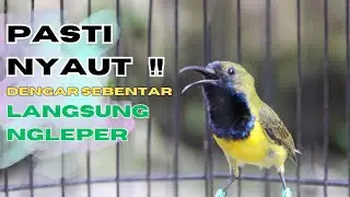 SUARA SOGON GACOR UNTUK PANCINGAN SOGON TROTOL BUNYI SEMAKIN RAJIN part 168