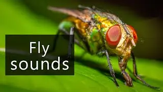 The sounds of flies buzzing and swarming