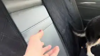 These Dog Seat Covers Make Traveling So MUCH Easier  video