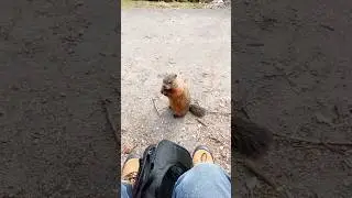 Groundhog Comes Too Close Looking For Food #shorts #2024 #foryou #summer #newyork #viral #groundhog