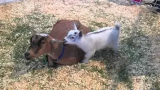 Baby goat stolen from Arizona State Fair has been found
