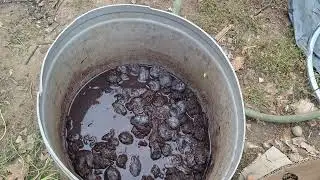 We make plum jam