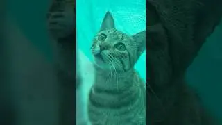 😻 When Curiosity Strikes: Hilarious Cat Moments You&rsquo;ll Love! 🐾 #CuriousCats