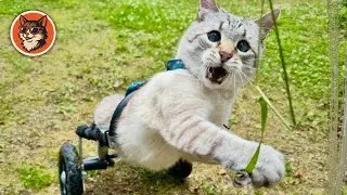He Was Told He'd Never Walk, The Rescuer Will Make You Laugh To Tears Later