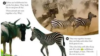 Animal Teams