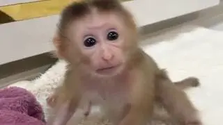 Baby Monkey Jelly Turning Red Face Temper To Mom Take Off Towel