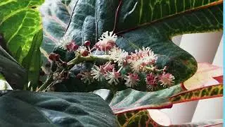 Fynbos Whispers &ndash;Flora of the CPT  PhotographerJacoZ,#Fynbos#CapeFlora#NatureGallery#EcoPhotography