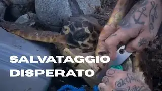 PADRE E FIGLIO SALVANO UNA TARTARUGA CARETTA CARETTA IN DIFFICOLTÀ!!!