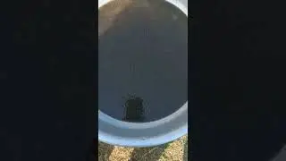 AMUR CARP fish spawn density #diamondmatsyahatchery #fishhatchery #fish #fishing #hatchery #farming